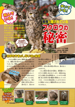 フクロウの