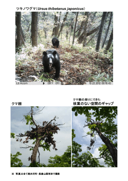 ツキノワグマ（Ursus thibetanus japonicus） クマ棚 枝葉のない空間の