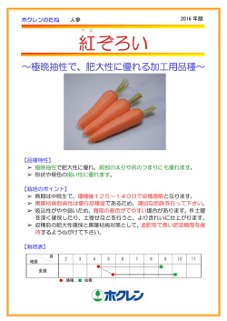 ホクレンのたね 人参 【品種特性】 極晩抽性で肥大性に優れ、胴部の太り