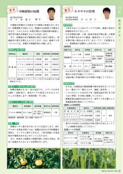 中晩柑類の収穫