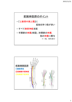 前腕伸筋群のポイント