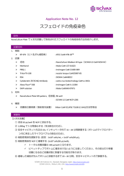 スフェロイドの免疫染色