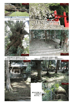 ブログ写真 八幡宮来宮 伊東市