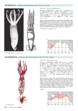 マッコウタコイカ Gonatopsis makko Okutani & Nemoto, 1964