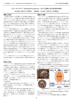 ヤマトタマヤスデ Hyleoglomeris japonica における濾胞上皮