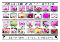 椎名洋ラン園 2015年11月～ 出荷予定表