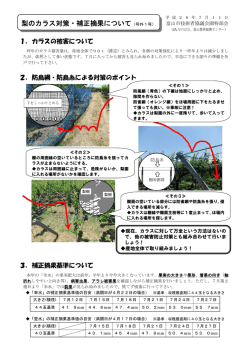 梨のカラス対策・補正摘果について（号外1号）H26.7