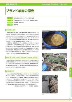 ブランド羊肉の開発