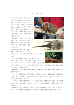 エレファスゾウカブト 日本の虫ではありません。先日ホン ジュラスから