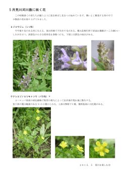 5 月荒川河川敷に咲く花PDF