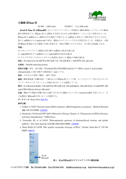 大腸菌 RNaseH タンパク質 (100 units/ug)