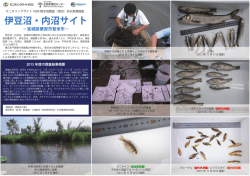 モニタリングサイト1000 湖沼調査（淡水魚類）の伊豆沼・内沼サイト