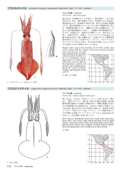 フクロジンドウイカ Lolliguncula （Lolliguncula）brevis（Blainville, 1823
