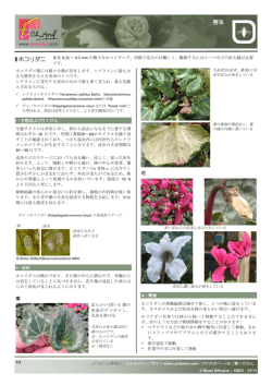 ホコリダニ 害虫 - Cyclamen