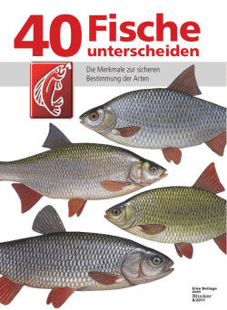 40 Fische - Blinker