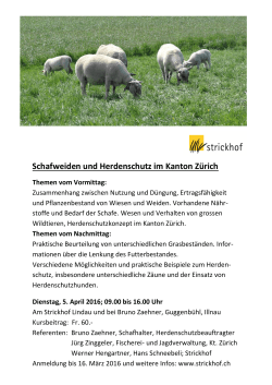 Schafweiden und Herdenschutz im Kanton Zürich