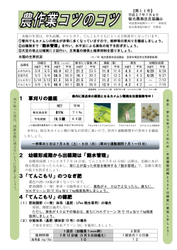 【第11号】H27.7.4 「てんこもりの穂肥・つなぎ肥対応