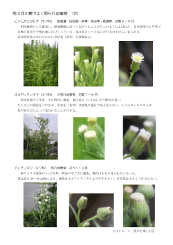 7月荒川河川敷でよく見られる植物PDF