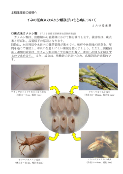 イネの斑点米カメムシ類及びいもち病について