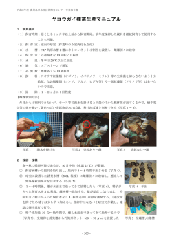 ヤコウガイ種苗生産マニュアル - 鹿児島県 水産技術開発センター