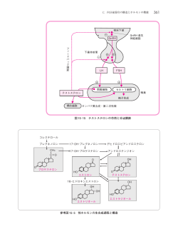 図15  15 テストステロンの作用と分泌調節 コレステロール 17－OH