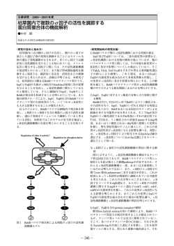 枯草菌内で複数の&sigma;因子の活性を調節する 蛋白質複合体の機能解析