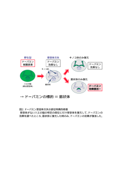 → ドーパミンの標的 ＝ 扇状体