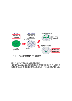 → ドーパミンの標的 ＝ 扇状体