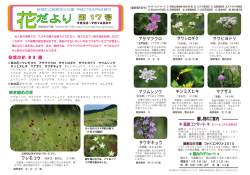 花だより