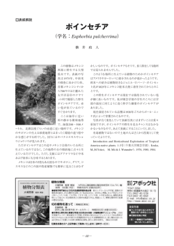 表紙解説 ポインセチア