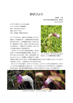 野研びより【植物編 4号】