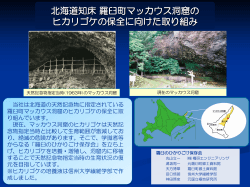 北海道知床羅臼町マッカウス洞窟のヒカリゴケ