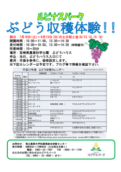 ルピナスパークぶどう収穫体験！！（チラシ）（PDF：92KB）