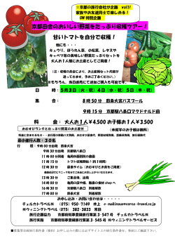 京都田舎のおいしい野菜をたっぷり収穫ツアー！ 甘いトマトを自分で収穫！
