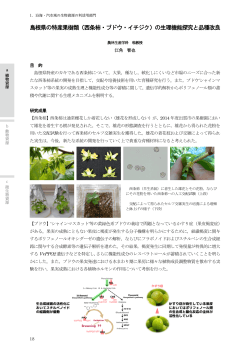 島根県の特産果樹類（西条柿・ブドウ・イチジク）の生理機能探究と品種改良