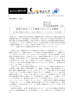 血管の形をつくる細胞メカニズムを解明 - 東京大学大学院医学系研究科