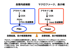 血管内皮細胞 マクロファージ、血小板