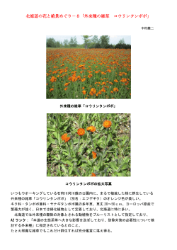 北海道の花と絶景めぐり－8「外来種の雑草 コウリンタンポポ」