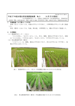 平成 27 年度水稲生育定期調査結果 №3 （6月 25 日現在）