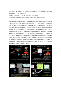EGFP 遺伝子導入体細胞クローン胚を利用した妊娠ウシ羊水中胎子細胞
