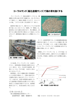 コーラルサンド（風化造礁サンゴ）で鶏の骨を強くする