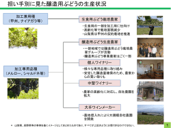 日本のワイン用ぶどうの生産の現状と政府の生産者に対する支援について