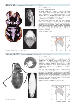 ミナミハナイカ Metasepia pfefferi（Hoyle, 1885）／コウイカ科 Sepiidae