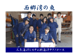 西郷湾の魚