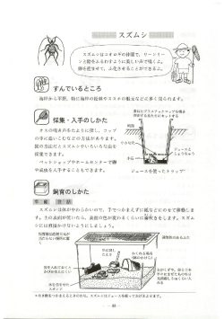 スズムシ
