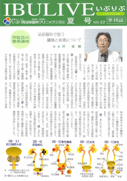 臓器と疾患について - いぶり腎泌尿器科クリニック