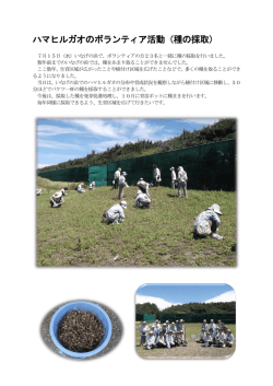 ボランティアの方々といなげの浜でハマヒルガオの種を採取しました。
