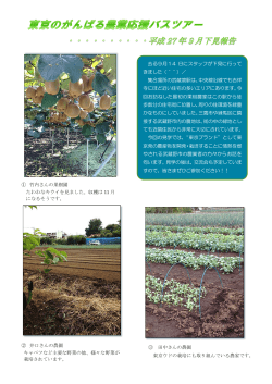 ① 竹内さんの果樹園 たわわなキウイを見ました。収穫は 11 月 になる