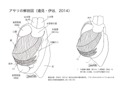 アサリの解剖図（邉見・伊谷，2014）