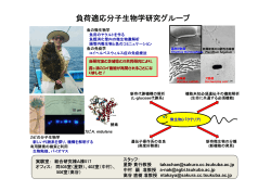 星野貴行・中村 顕・高谷直樹 研究室（pdf）